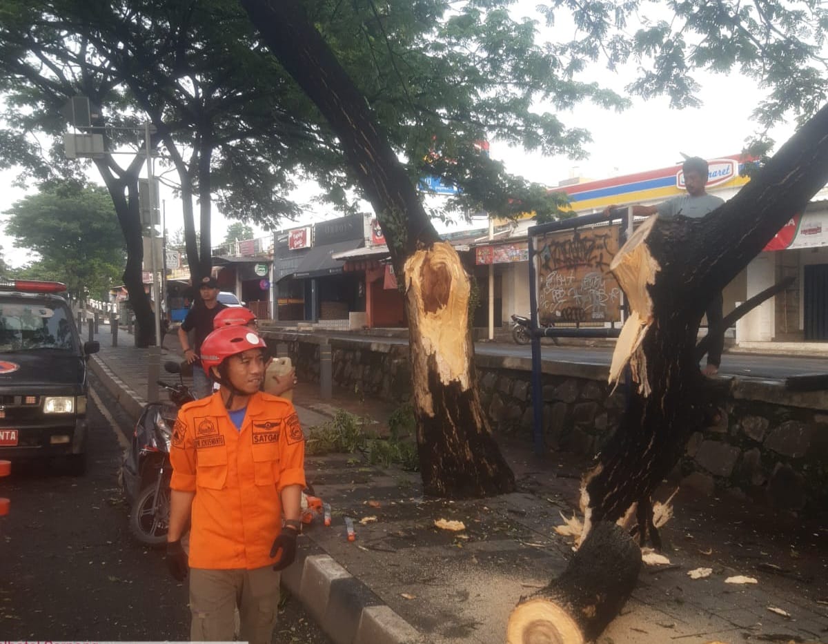 Seorang Pengendara Motor Kritis Ditimpa Pohon Tumbang di Jalan Ciater Serpong